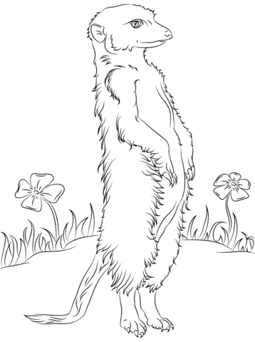 Meerkat And Flowers Coloring Page